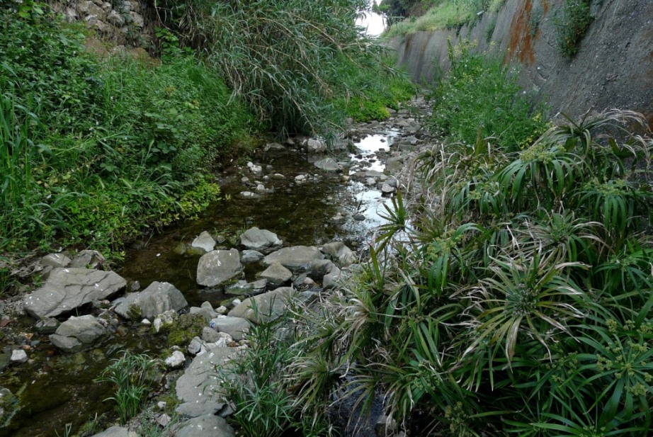 Rio Salivoli (Piombino) - rospi smeraldini in citt!